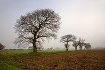 Oak trees (Quercus sp) in farmland, Southrepps, Norfolk, UK, January, sequence 1/12