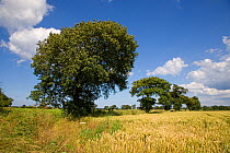Oak trees (Quercus sp) in farmland, Southrepps, Norfolk, UK, July, sequence 7/12