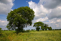 Oak trees (Quercus sp) in farmland, Southrepps, Norfolk, UK, June, sequence 6/12