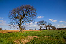 Oak trees (Quercus sp) in farmland, Southrepps, Norfolk, UK, March, sequence 3/12