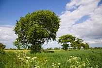 Oak trees (Quercus sp) in farmland, Southrepps, Norfolk, UK, May, sequence 5/12