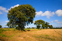 Oak trees (Quercus sp) in farmland, Southrepps, Norfolk, UK, September, sequence 9/12