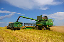 Harvesting crop of Oil seed rape with combine harvester and trailer, Norfolk, UK