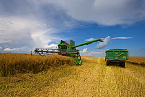 Harvesting crop of Oil seed rape with combine harvester and trailer, Norfolk, UK