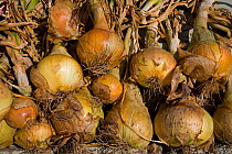 Harvested Onions (Allium cepa) drying in the sun, UK