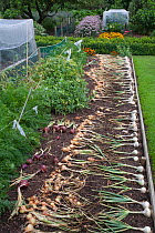 Harvested Onions laid out to dry in sun in vegetable garden, UK