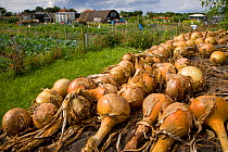 Harvested Onions laid out to dry in sun in garden allotment, UK