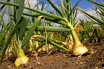 Onions growing in vegatable garden, UK