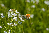 Orange tip butterfly (Anthocharis cardamines) on Ladies smock flowers, UK