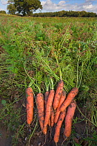 Organically grown Carrots (Daucus carota) in field, Norfolk, UK, October