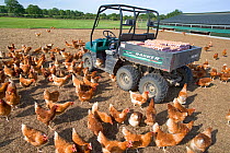 Flock of organic free-range Domestic chickens (Gallus gallus domesticus) UK