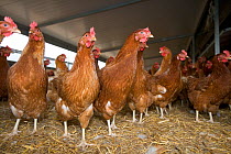 Flock of organic free-range Domestic chickens (Gallus gallus domesticus) in barn, UK