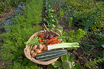Basket of harvested organic vegatables from vegetable garden, Norfolk, UK
