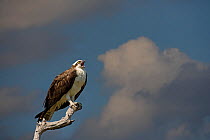 Osprey (Pandion haliaetus) perched, calling, Florida, USA