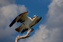 Osprey (Pandion haliaetus) taking off from perch, Florida, USA