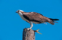 Osprey (Pandion haliaetus) perched with fish, Florida, USA