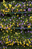 Pots of Yellow and Mauve pansies (Viola sp) on shelving, UK