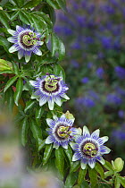 Passion flowers (Passiflora sp) UK
