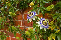 Passion flowers (Passiflora sp) and buds on garden wall, UK