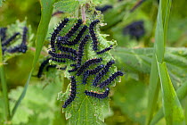 Caterpillar larvae of Peacock butterfly (Inachis io) feeding on nettle leaves, UK