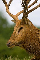 Pere David's Deer (Elaphurus davidianus) shedding velvet from antlers and covered in mud, captive, extinct in the wild