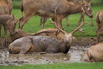 Pere David's Deer (Elaphurus davidianus) stag wallowing in mud, captive, extinct in the wild