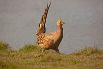 Female Pheasant (Phasianus colchicus) striding over grassland with tail feathers raised, UK
