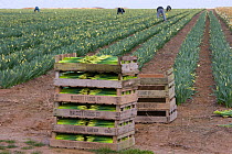 Picking Daffodil buds for commercial market,  Happisburgh, Norfolk, UK, March 2009