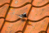 Pied wagtail (Motacilla alba yarrellii) with insect prey for nestlings on tiled roof of barn, Norfolk, UK