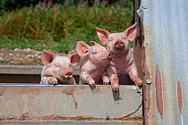 RF- Domestic pig (Sus scrofa domestica) three piglets, Norfolk, UK. (This image may be licensed either as rights managed or royalty free.)
