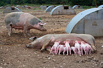 Free-range Domestic pig (Sus scrofa domestica) piglets suckling from sow, Norfolk, UK