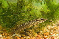 Pike (Esox lucius) in water, captive