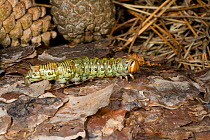 Caterpillar larva of Pine hawkmoth (Sphinx pinastri) amongst pine needles, UK