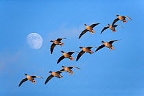Flock of Pink footed geese (Anser brachyrhynchus) in flight passing moon, Holkham, Norfok, UK, Composite image