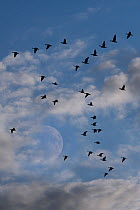 Flock of Pink footed geese (Anser brachyrhynchus) in flight at moonrise, Holkham, Norfok, UK