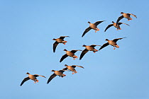 Flock of Pink footed geese (Anser brachyrhynchus) in flight, Holkham, Norfok, UK