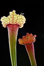 Northern pitcher plant (Sarracenia purpurea) with fly on rim