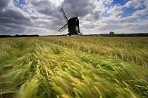 Ancient Windmill in barley field at Pitstone, Bedfordshire, UK