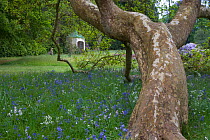 Plane tree and summer house in garden with bluebells, Norfolk, UK