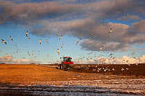 Black headed gulls (Chroicocephalus ridibundus) following tractor ploughing stubble, Langham, Norfolk, UK, Winter