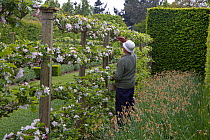 Gardener hand-pollinating apple blossom, Norfolk, UK