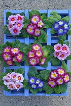 Polyanthus plants (Primula sp) in flower ready to be planted out in garden, Norfolk, UK, February