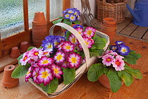 Polyanthus plants (Primula sp) in flower in potting shed, ready to be planted out in garden, Norfolk, UK, February