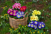 Polyanthus plants (Primula sp) in flower beside Snowdrops and Aconites, Norfolk, UK, February