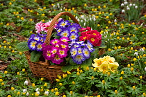 Basket of Polyanthus plants (Primula sp) in flower beside Snowdrops and Aconites, Norfolk, UK, January