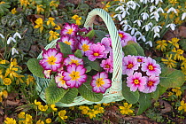Basket of Polyanthus plants (Primula sp) in flower beside Snowdrops and Aconites, Norfolk, UK, January