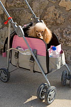 Old Toy Poodle dog being pushed in a push chair, Miami Beach, Florida, USA