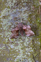 Poplar hawk-moth (Laothoe populi) on tree trunk, Norfolk, UK
