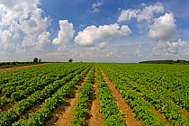 RF- Field of Potato plants (Solanum tuberosum) Norfolk, UK, June. (This image may be licensed either as rights managed or royalty free.)