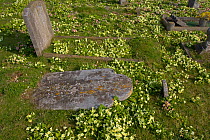 Common primroses (Primula vulgaris) flowering in Churchyard, Norfolk, UK